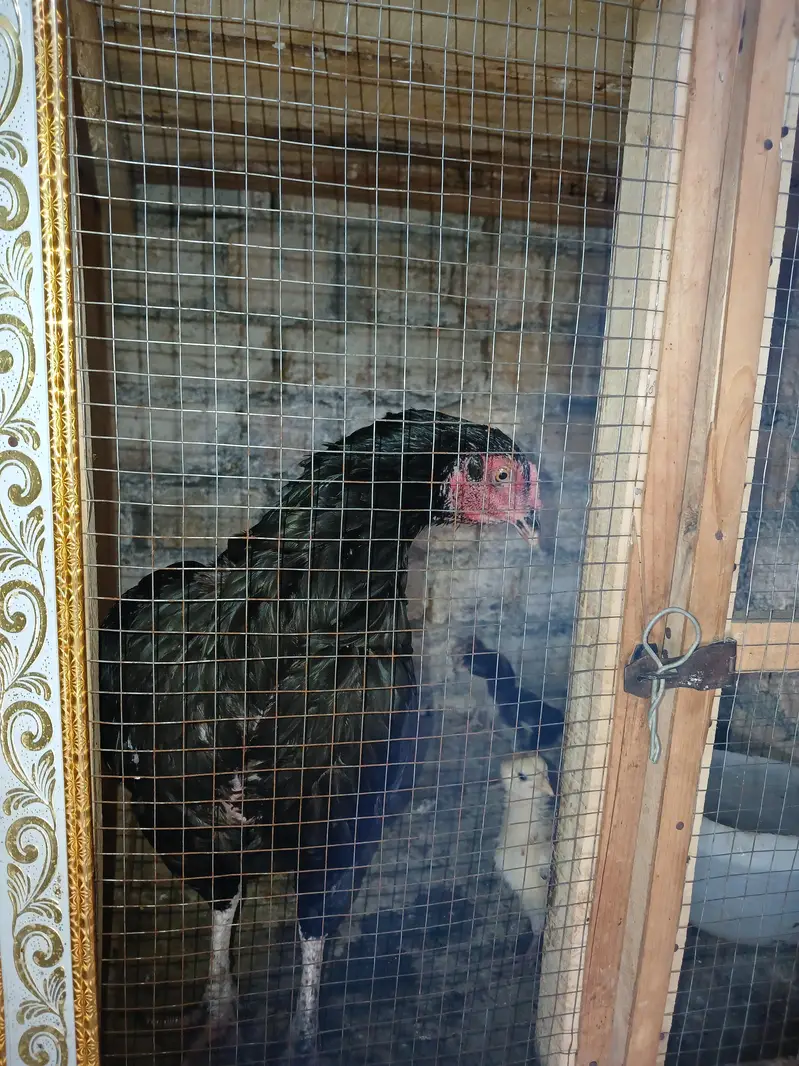 mushki female — photo 2