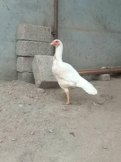 Aseel Murgi for sale