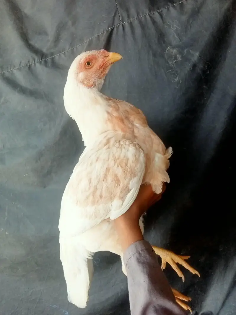Aseel Murgi for sale — photo 2