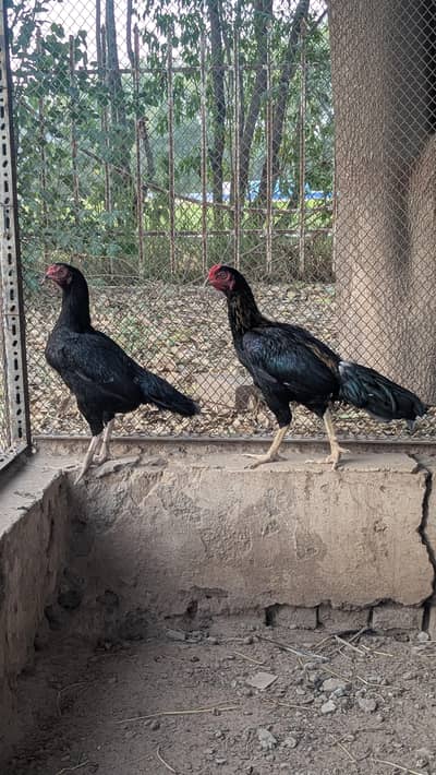 Aseel Pair