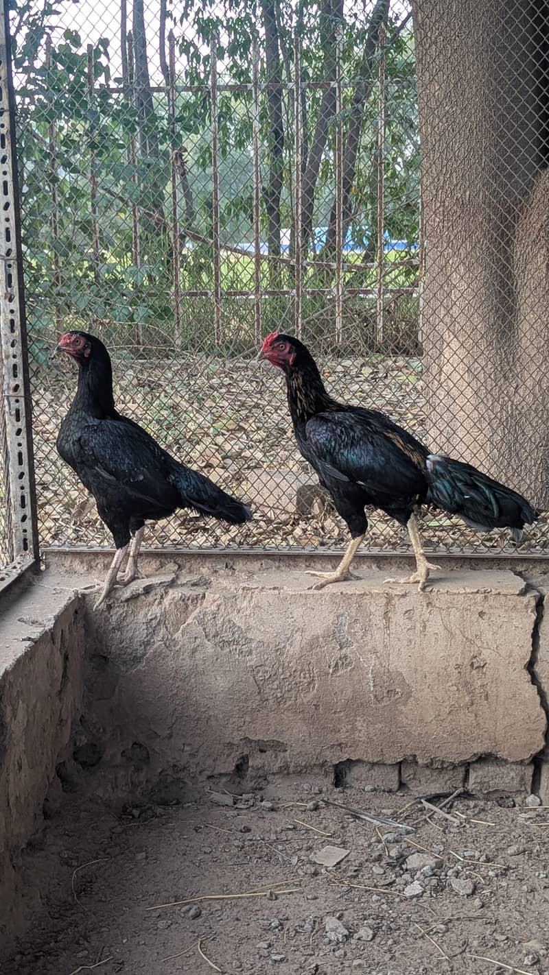 Aseel Pair 0