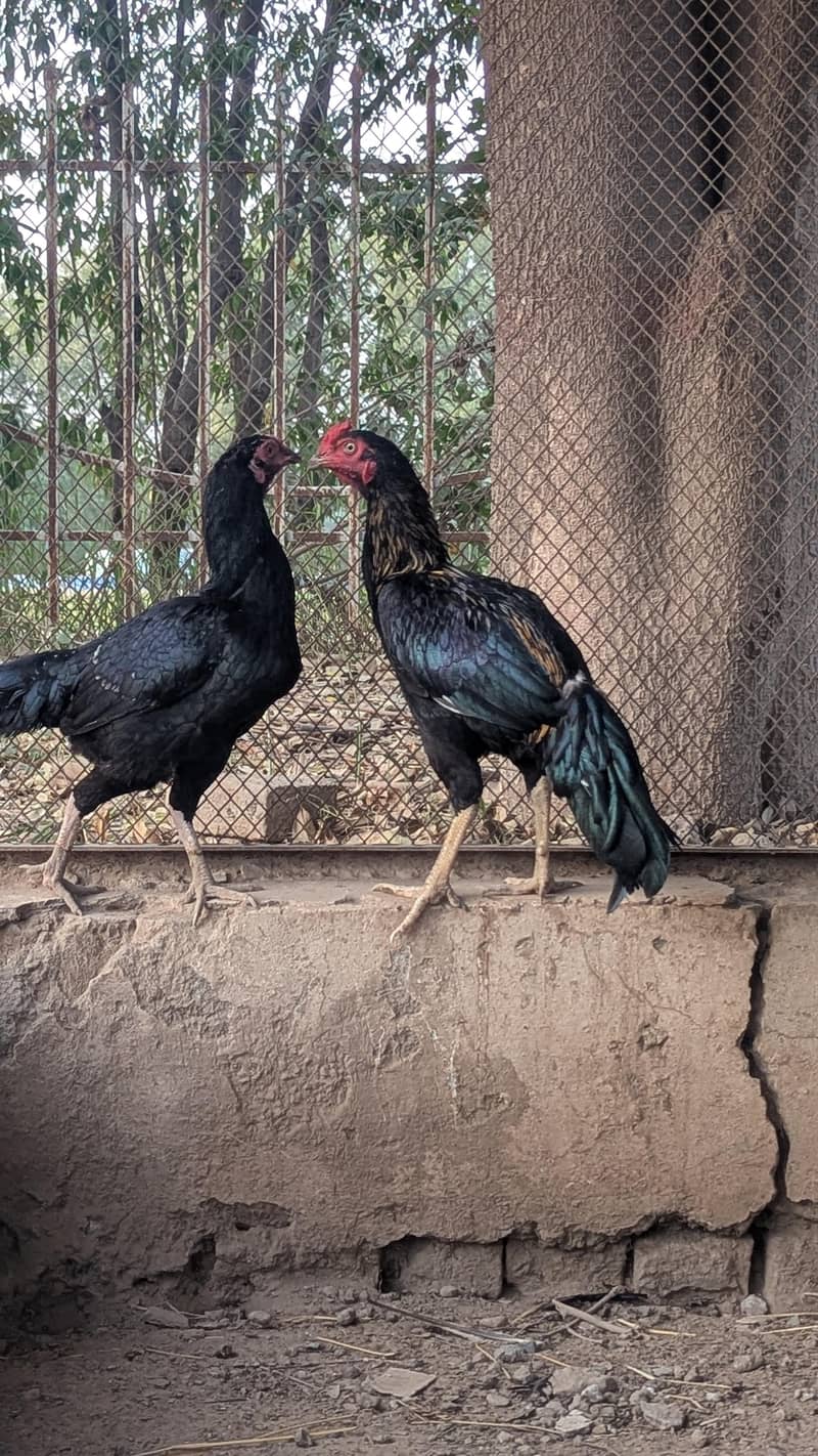 Aseel Pair 1