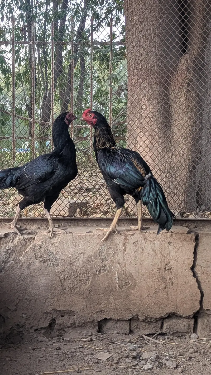 Aseel Pair — photo 2