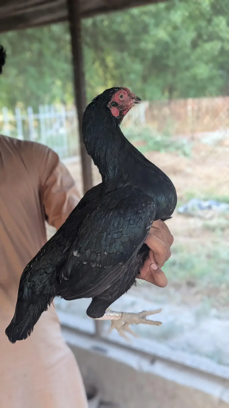 Aseel Pair — photo 11