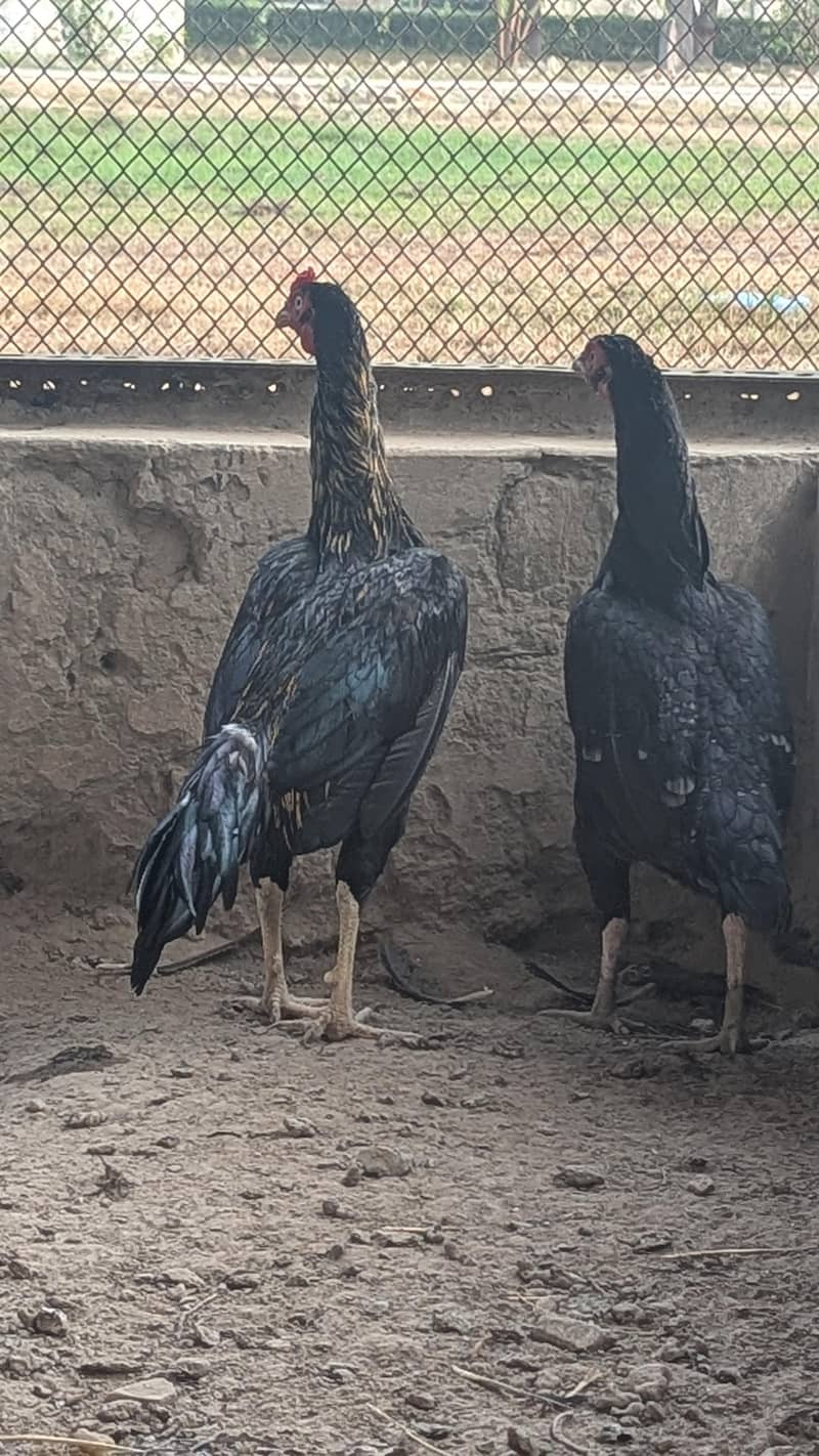 Aseel Pair 13