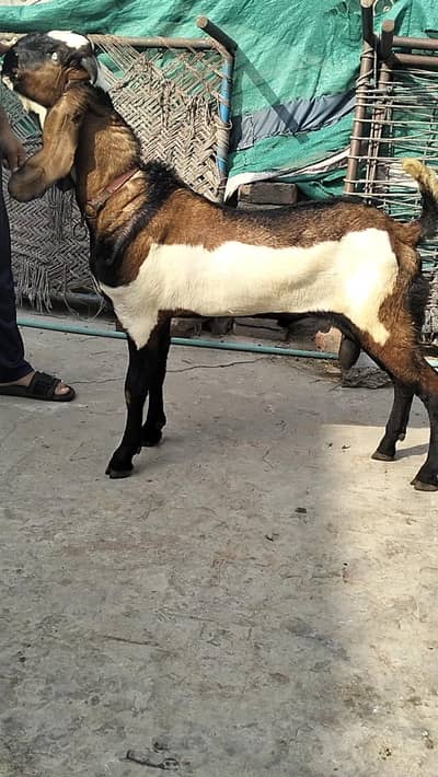 Lall dabba Male bredar