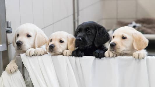 Labrador Puppy | Bristish Labra | American Labra | Labra Pupps
