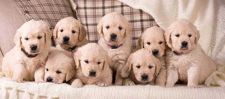 Labrador Puppy | Bristish Labra | American Labra | Labra Pupps — photo 2