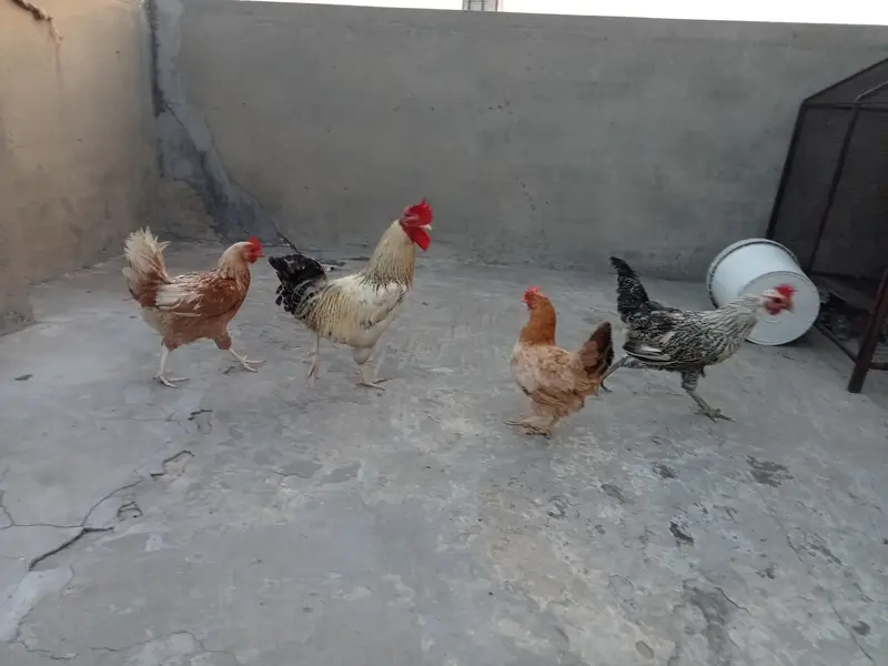 3 murgi 1 murga Active phathy — photo 4
