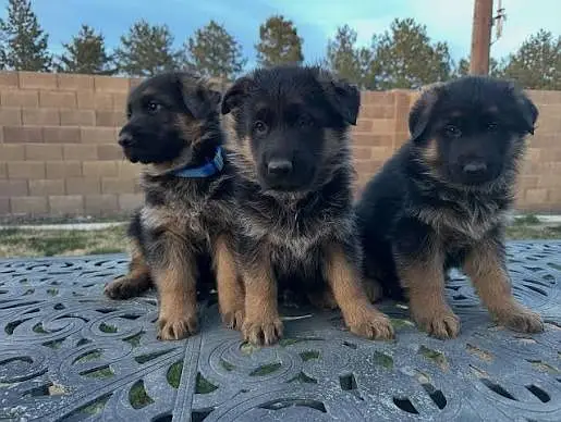 German Shepherd Pupps | Long Coat German Shepherd Pupps | GSD Pupps — photo 4