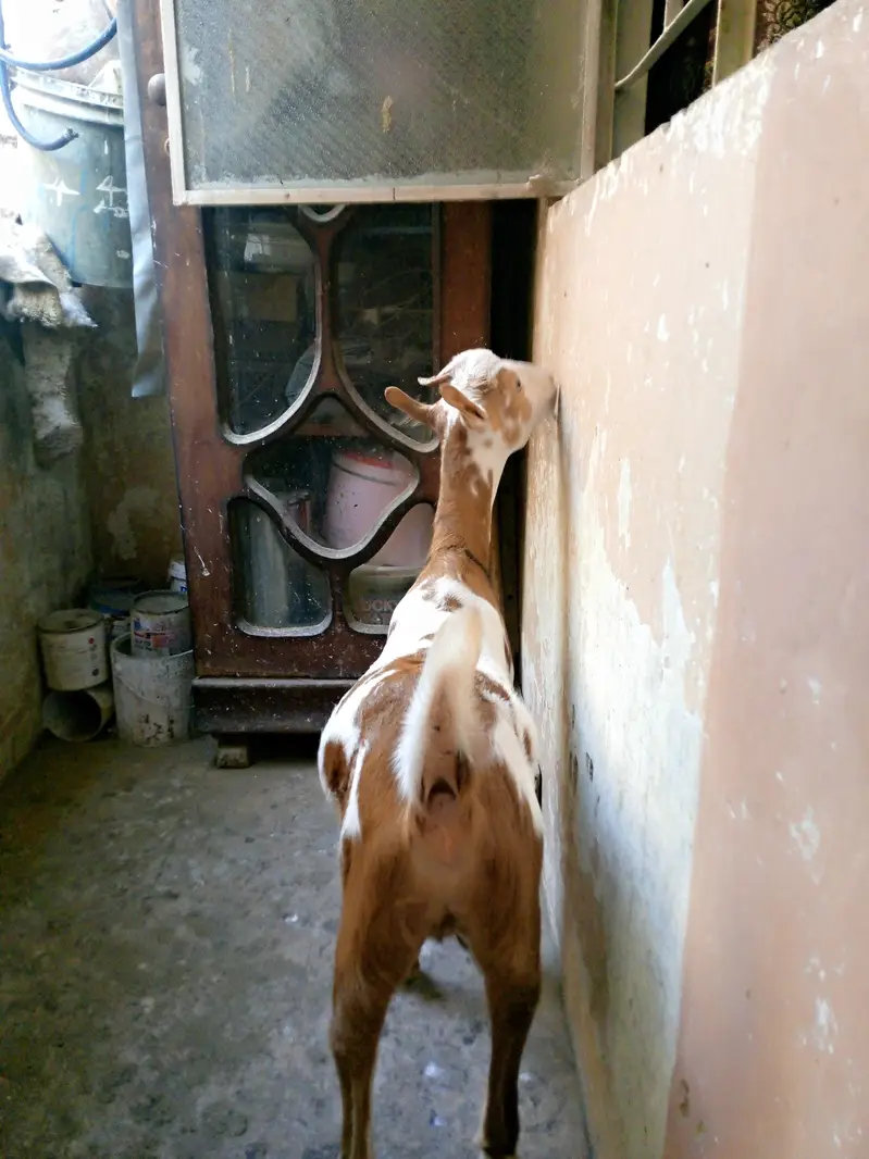 Teddy Female — photo 4