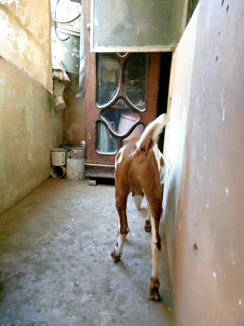 Teddy Female — photo 7