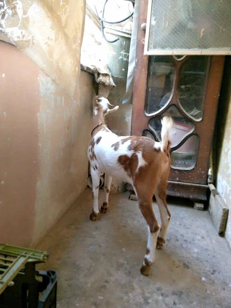 Teddy Female — photo 8