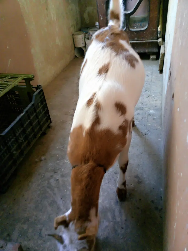 Teddy Female — photo 9