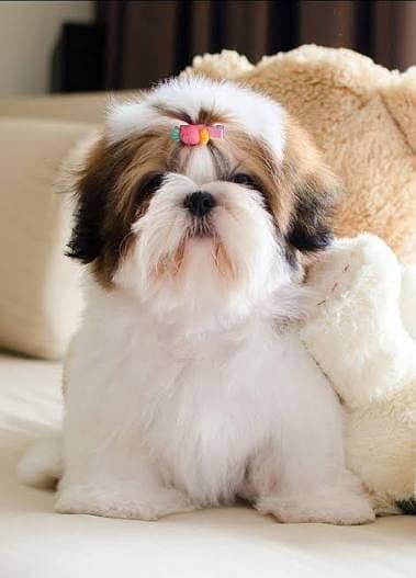 Shitzu Puppy | Shitzu Dog | Poodle Puppy | Toy Breed Puppy For Sale