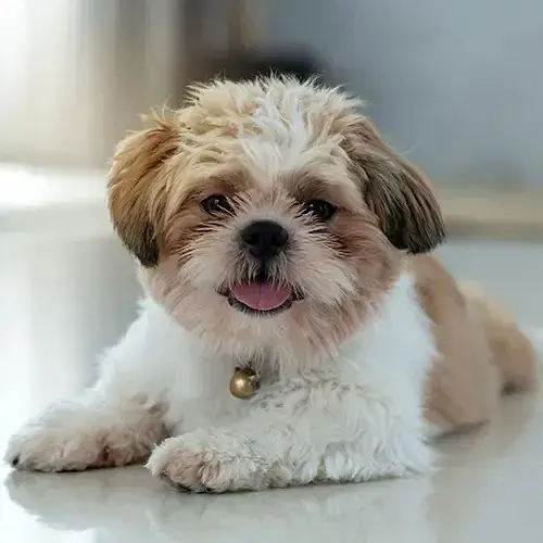 Shitzu Puppy | Shitzu Dog | Poodle Puppy | Toy Breed Puppy For Sale — photo 2