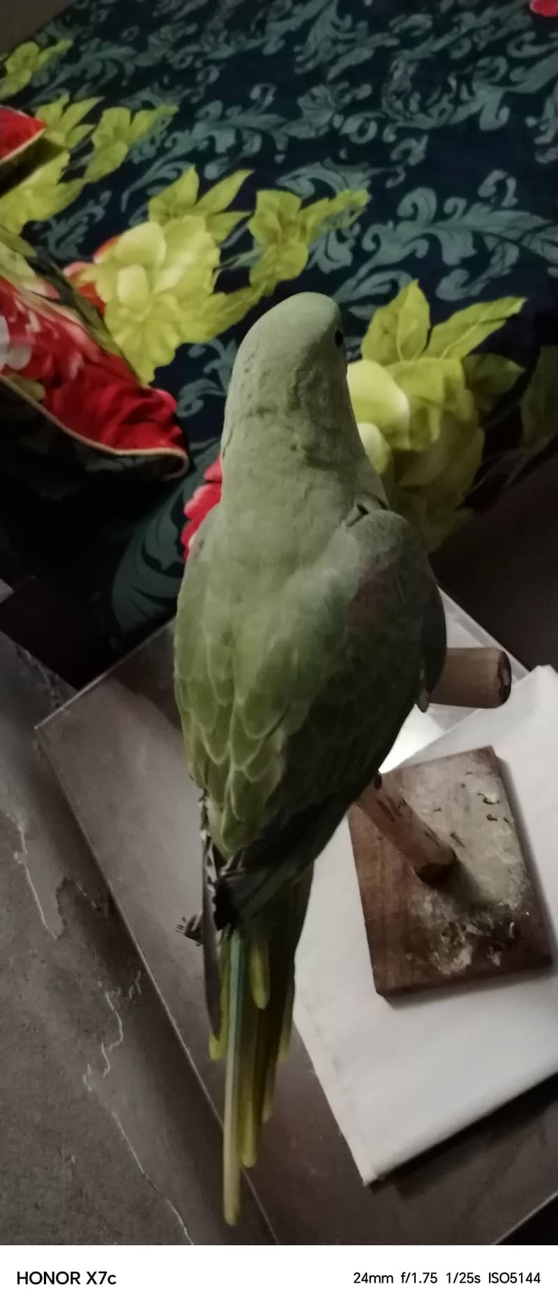 Raw parrot 0
