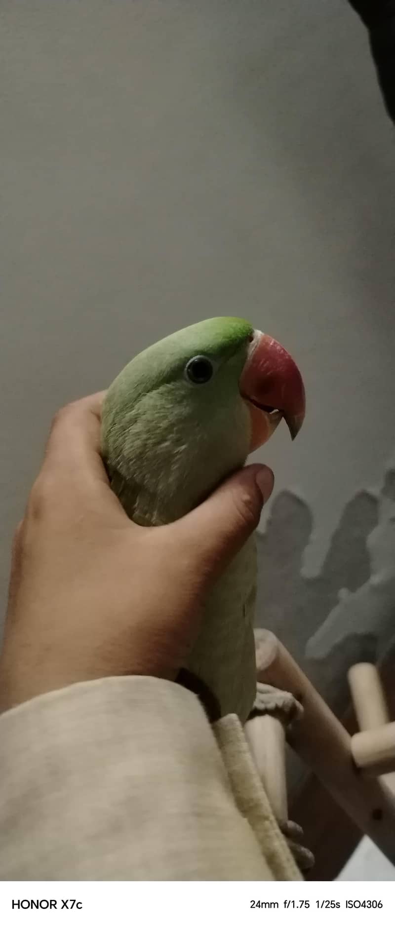 Raw parrot 1