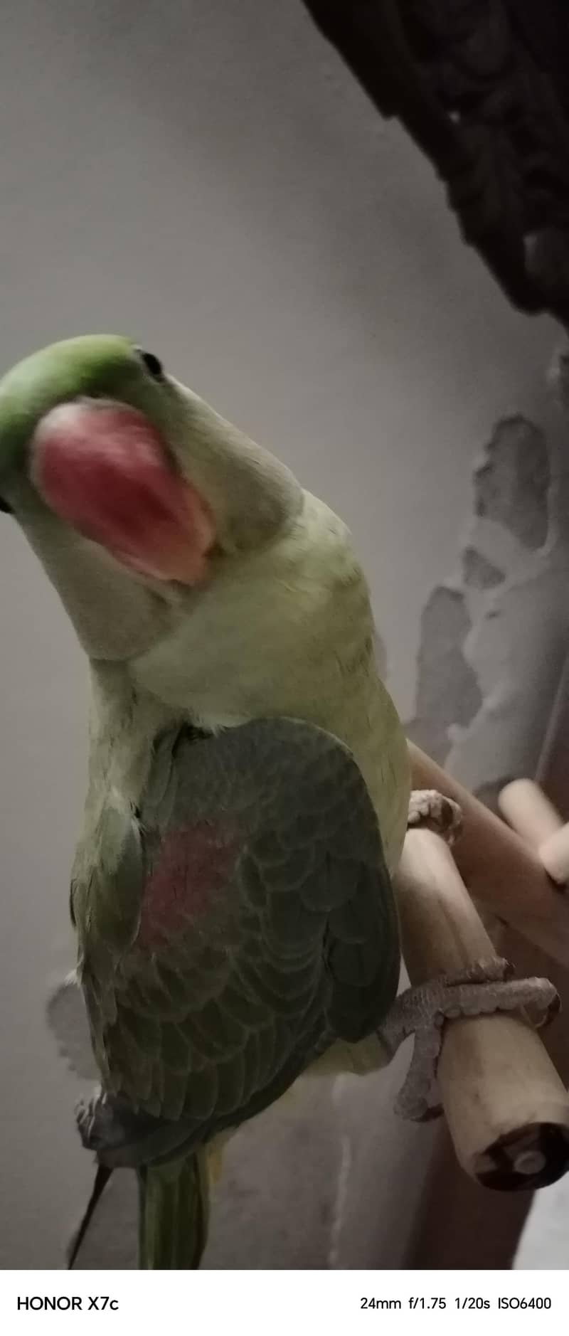 Raw parrot 2