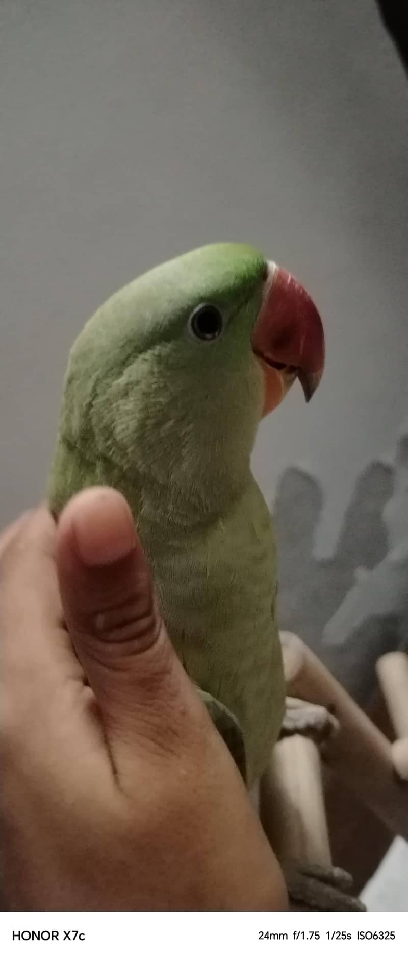 Raw parrot 3