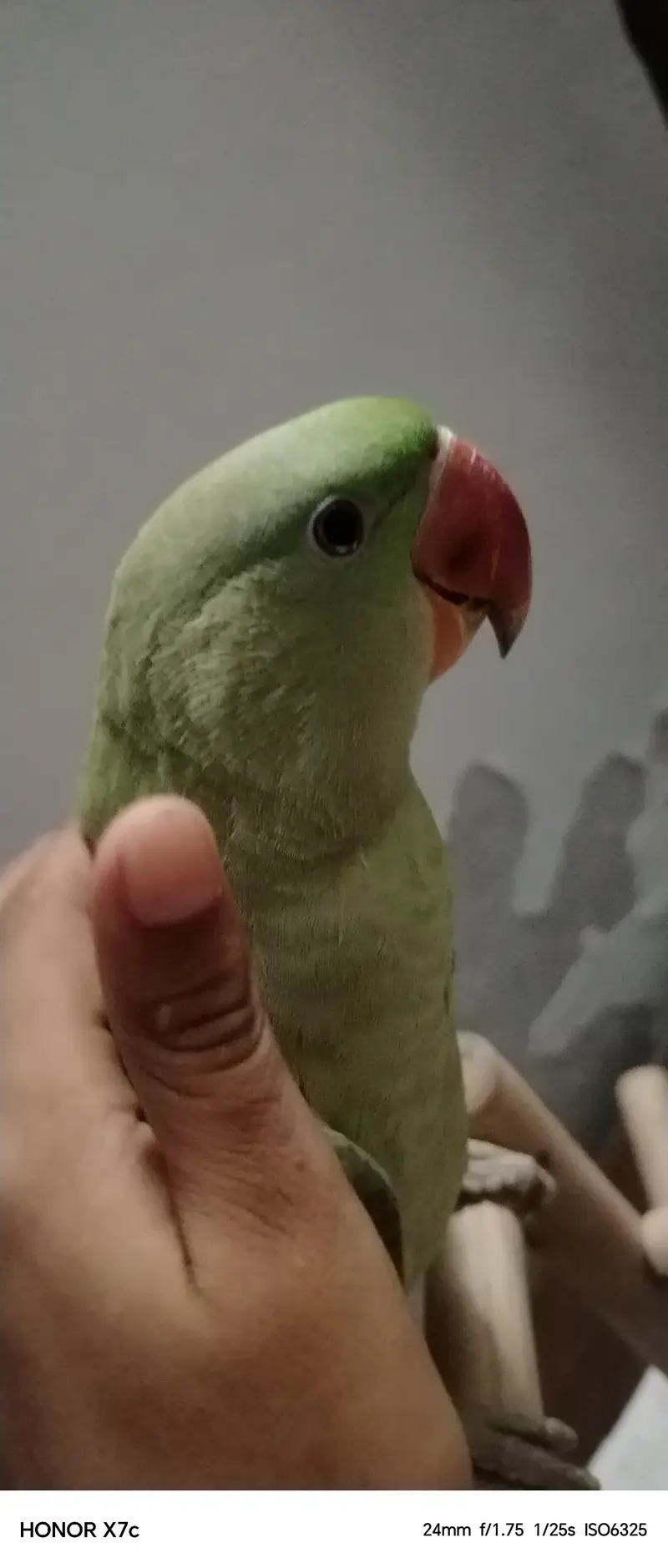 Raw parrot — photo 4