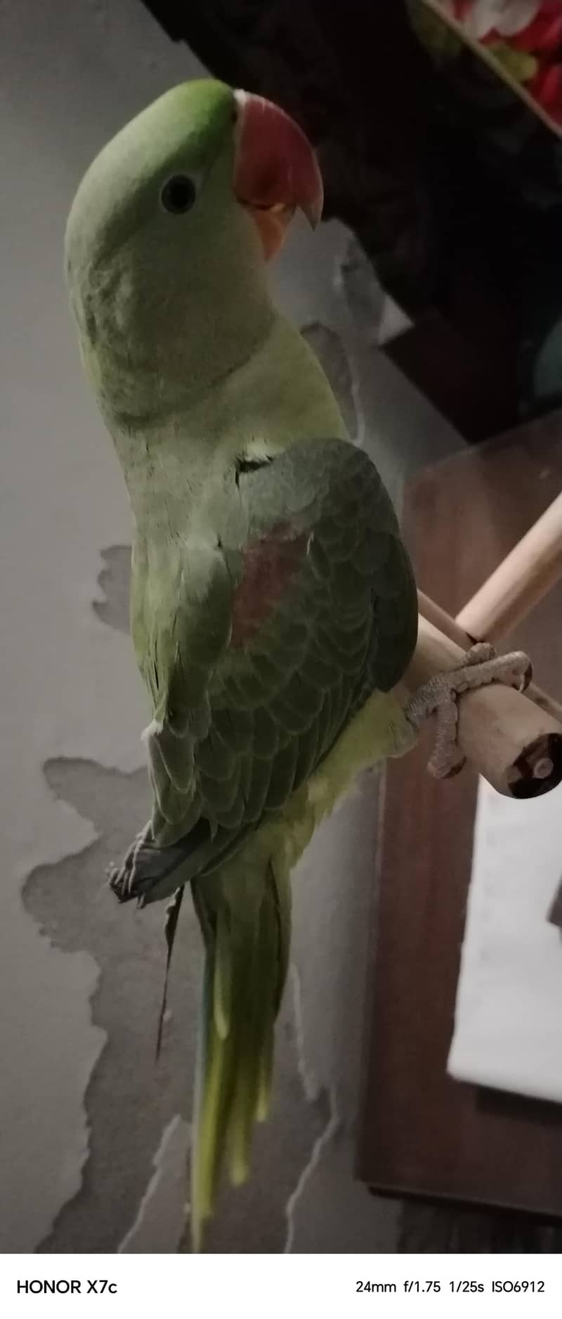 Raw parrot 4