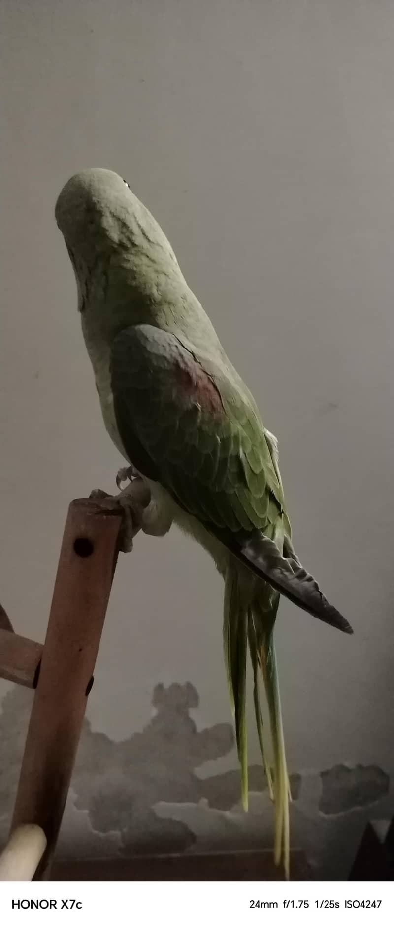 Raw parrot 5