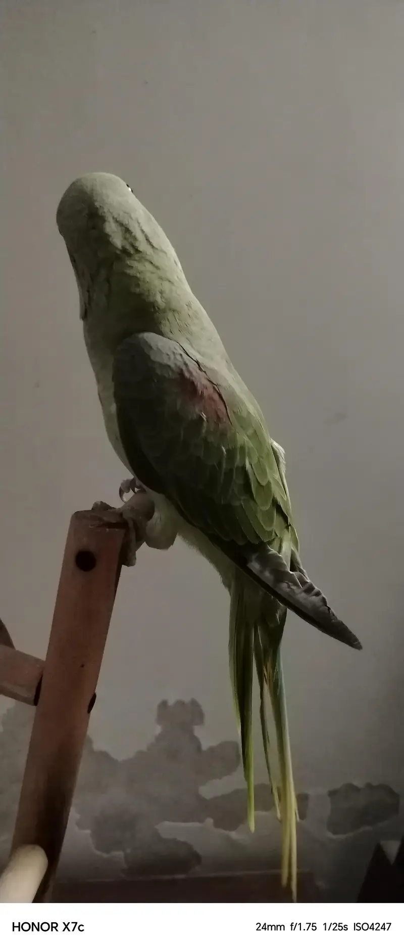 Raw parrot — photo 6