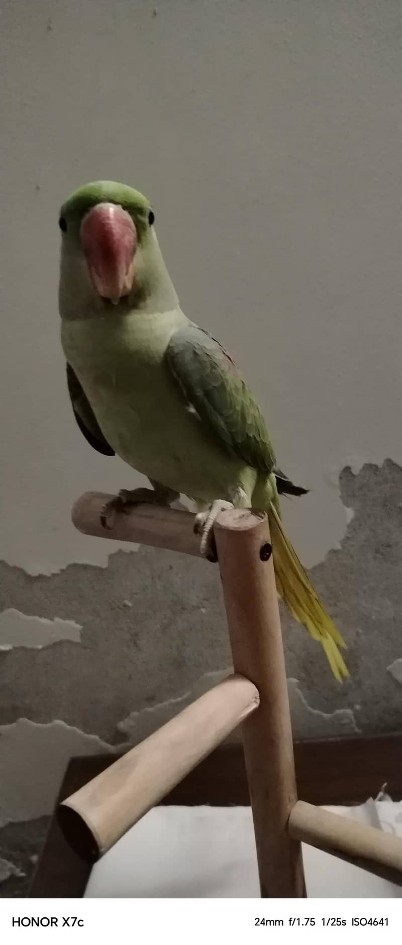 Raw parrot 6