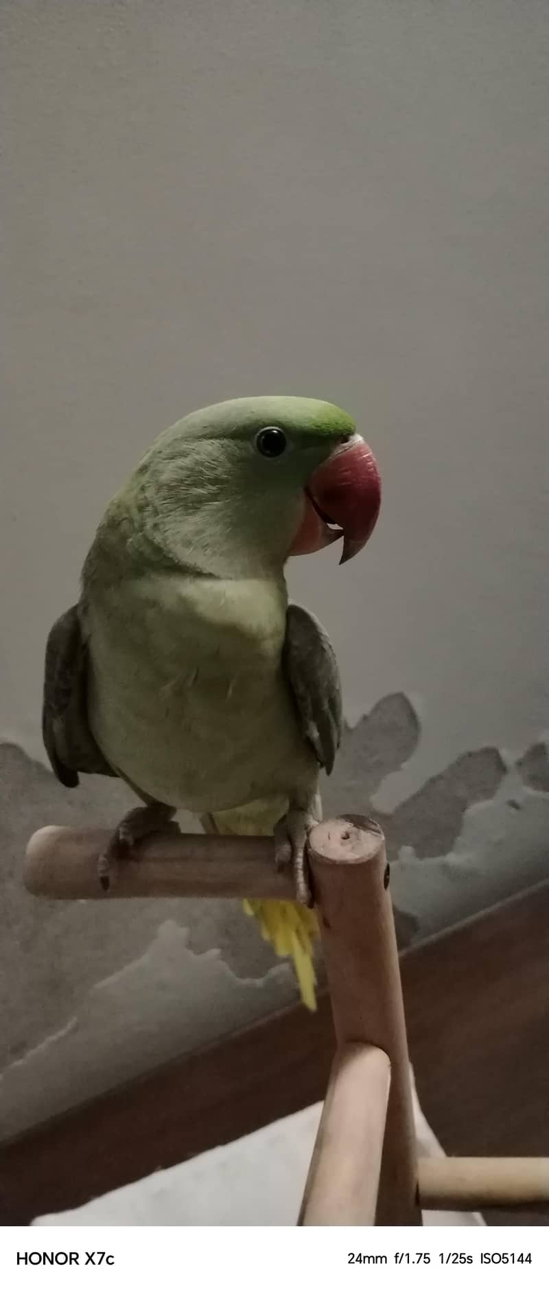 Raw parrot 7