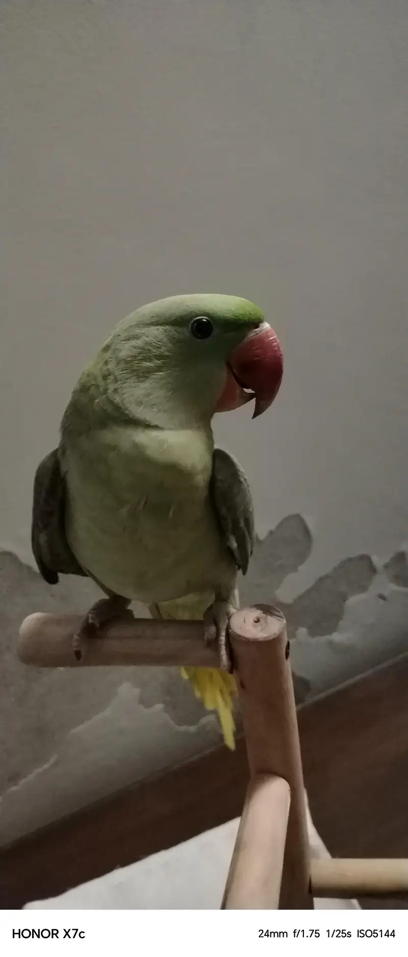 Raw parrot — photo 8