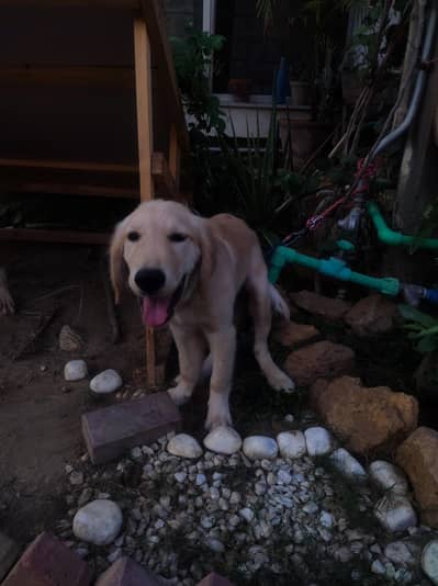 golden retriever puppy for sale