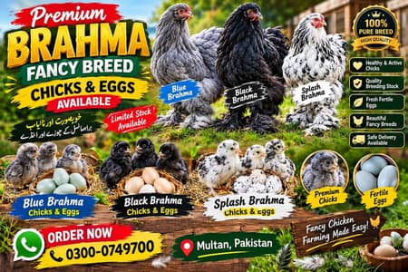 Blue Black and splash Brahma