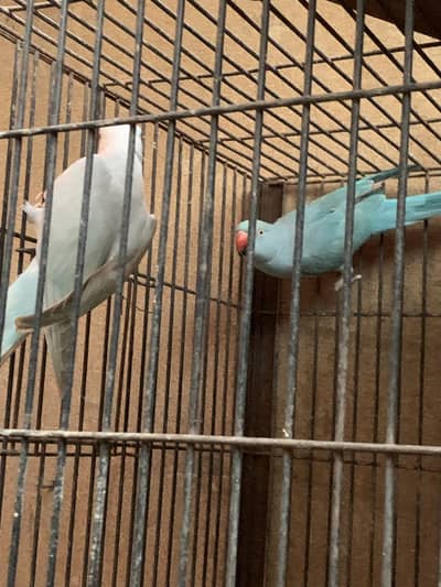 Blue Ringneck