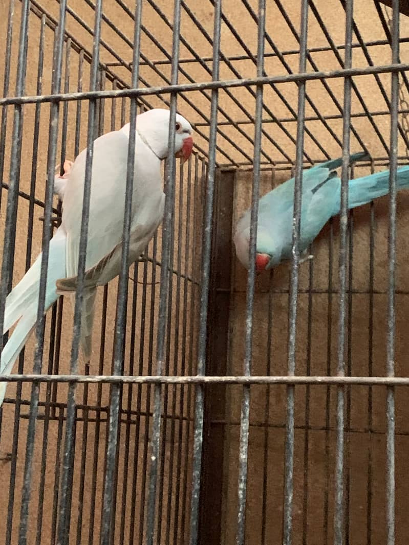 Blue Ringneck 1