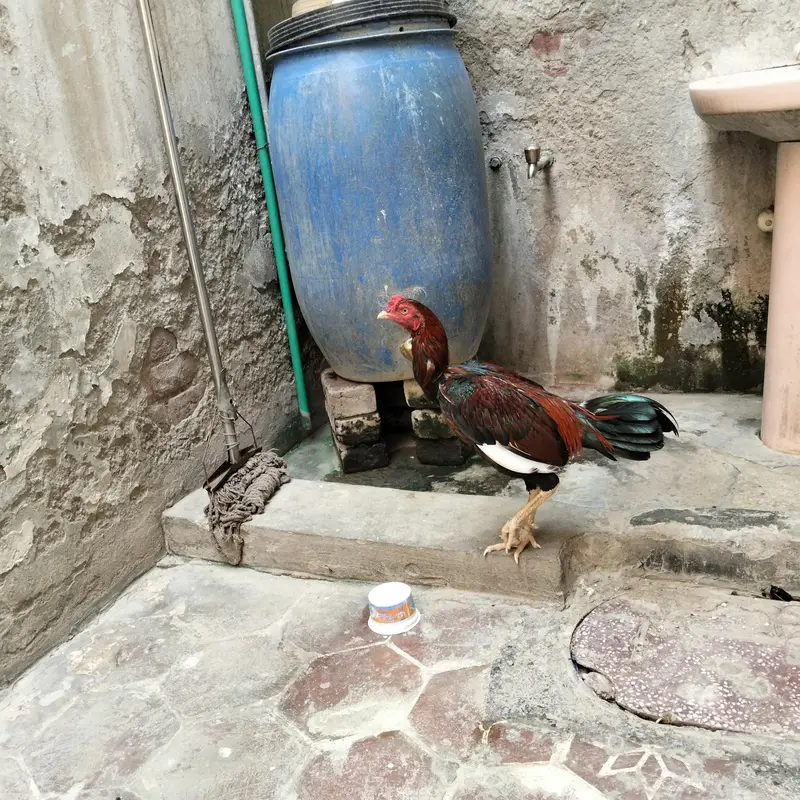 Aseel — photo 3
