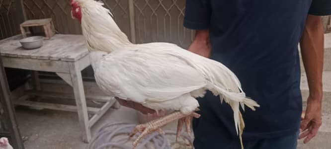 Pure Heera Aseel Beautiful Pair  Nasli Birds