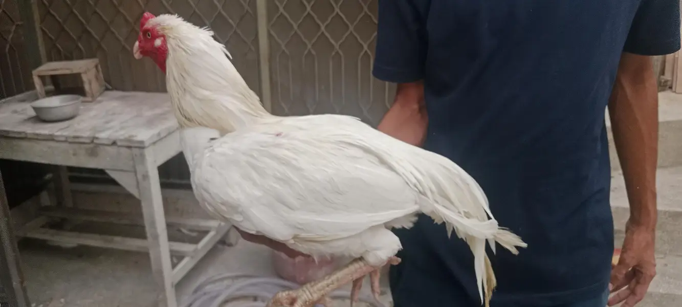 Pure Heera Aseel Beautiful Pair  Nasli Birds — photo 2
