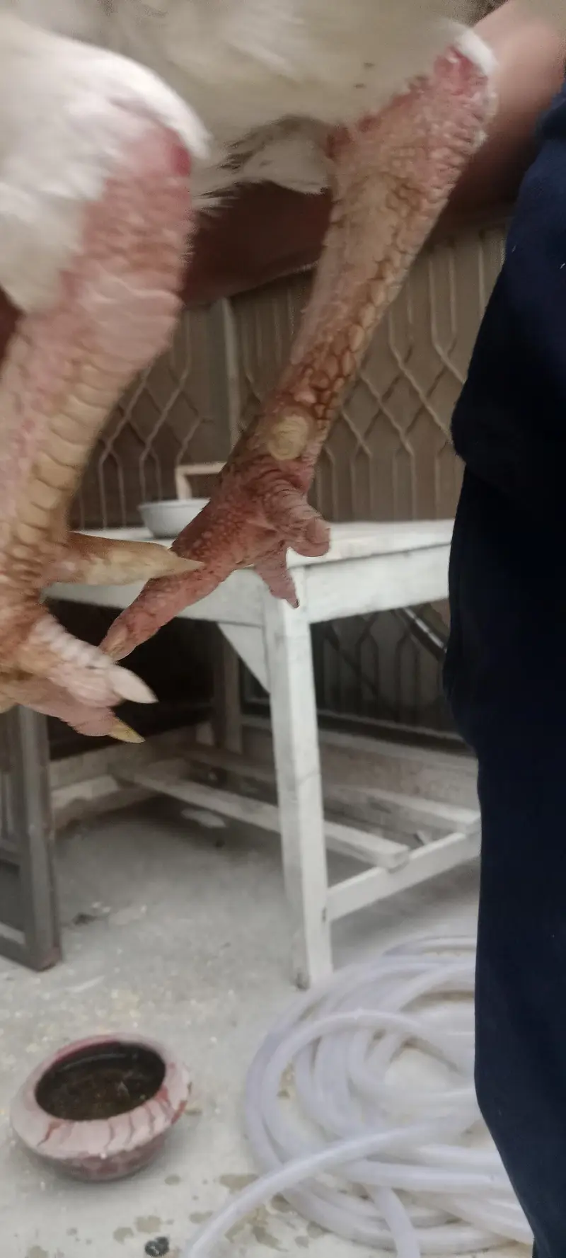 Pure Heera Aseel Beautiful Pair  Nasli Birds — photo 3