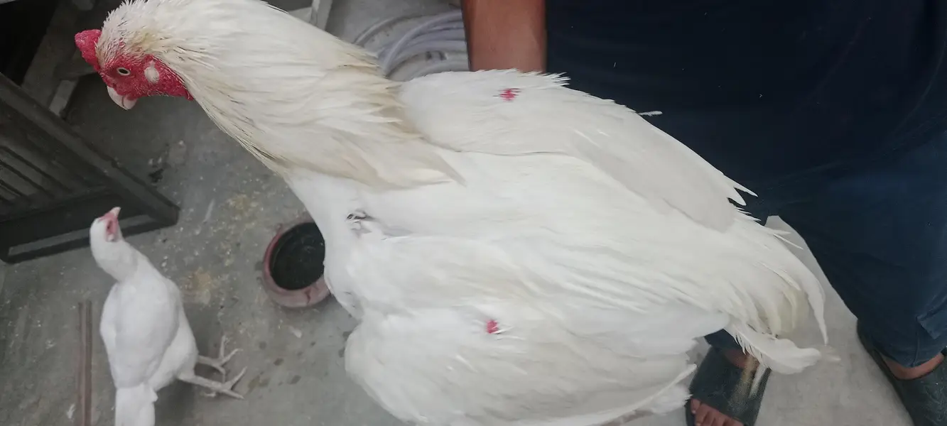Pure Heera Aseel Beautiful Pair  Nasli Birds — photo 5