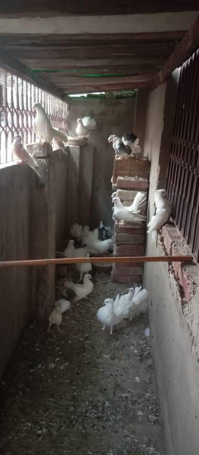 Lucky kabootar mix colony