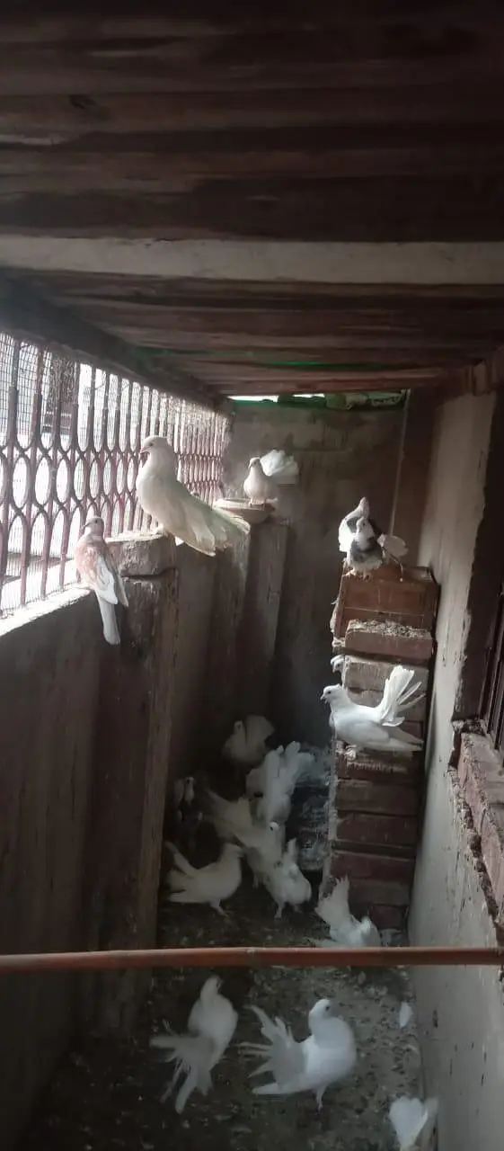 Lucky kabootar mix colony — photo 3