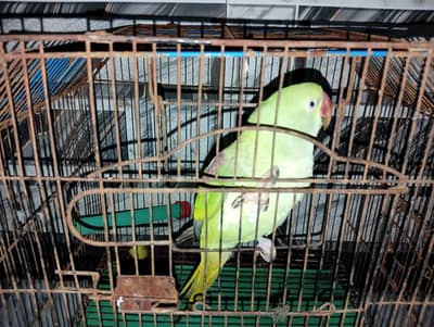 pahari green parrot for sale