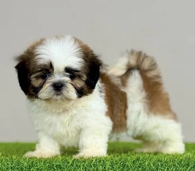 Shihtzu puppies/golden retriever puppies
