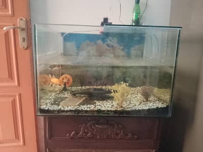Fish Aquarium Big