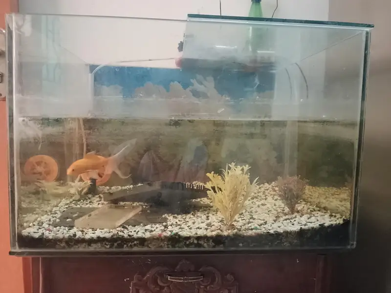 Fish Aquarium Big — photo 2