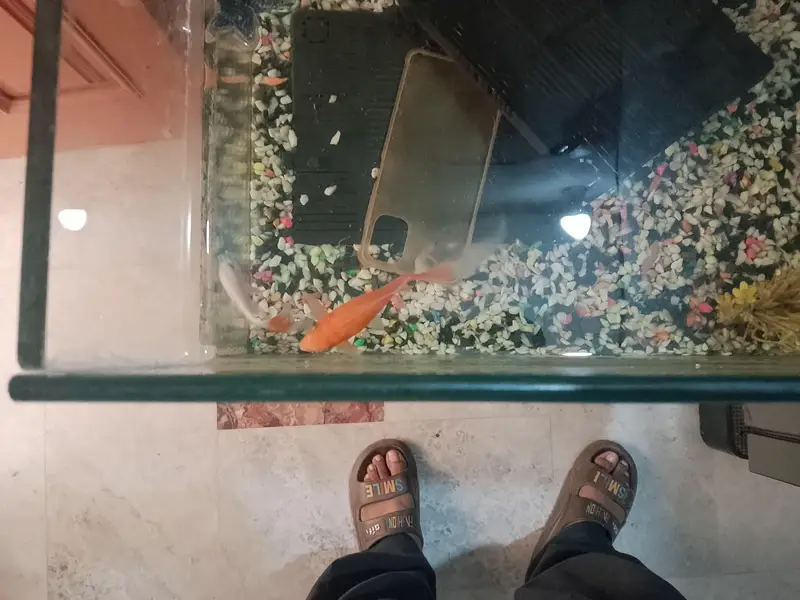 Fish Aquarium Big — photo 3