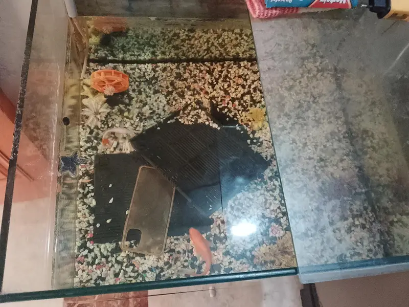Fish Aquarium Big — photo 5