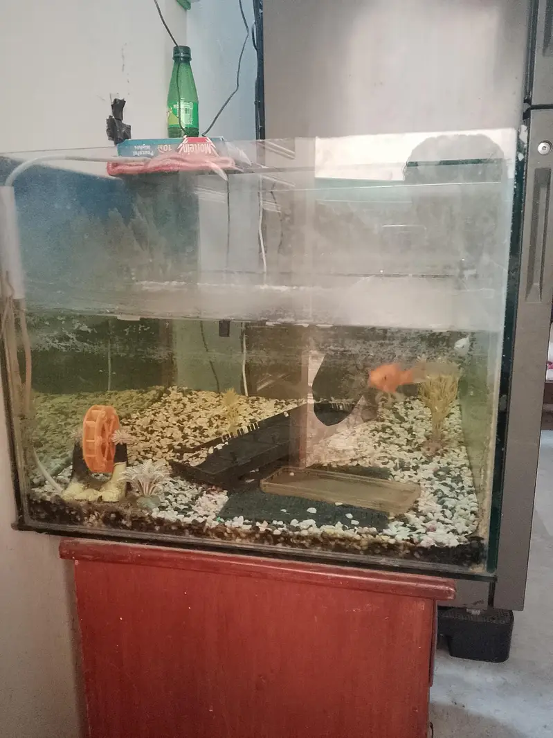 Fish Aquarium Big — photo 6