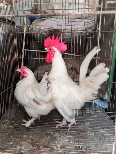White Japanese Bantam pair